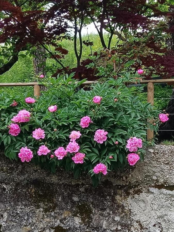 B&B Al Vecchio Carpino Farra Bagian luar foto